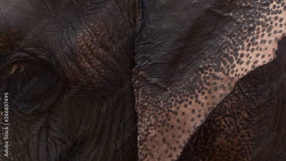close up of an elephant’s head and raises himself in the river. SLOW MOTION close up of an elephant’s head and raises himself in the river. SLOW MOTION