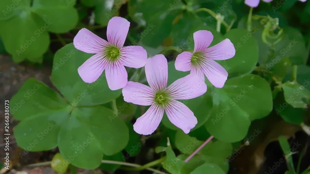 Purple Flowers Blowing in the Wind Purple Flowers Blowing in the Wind
