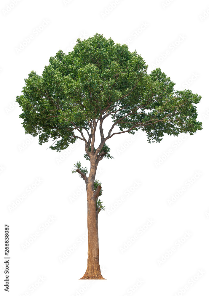 Obraz premium drzewo na białym tle