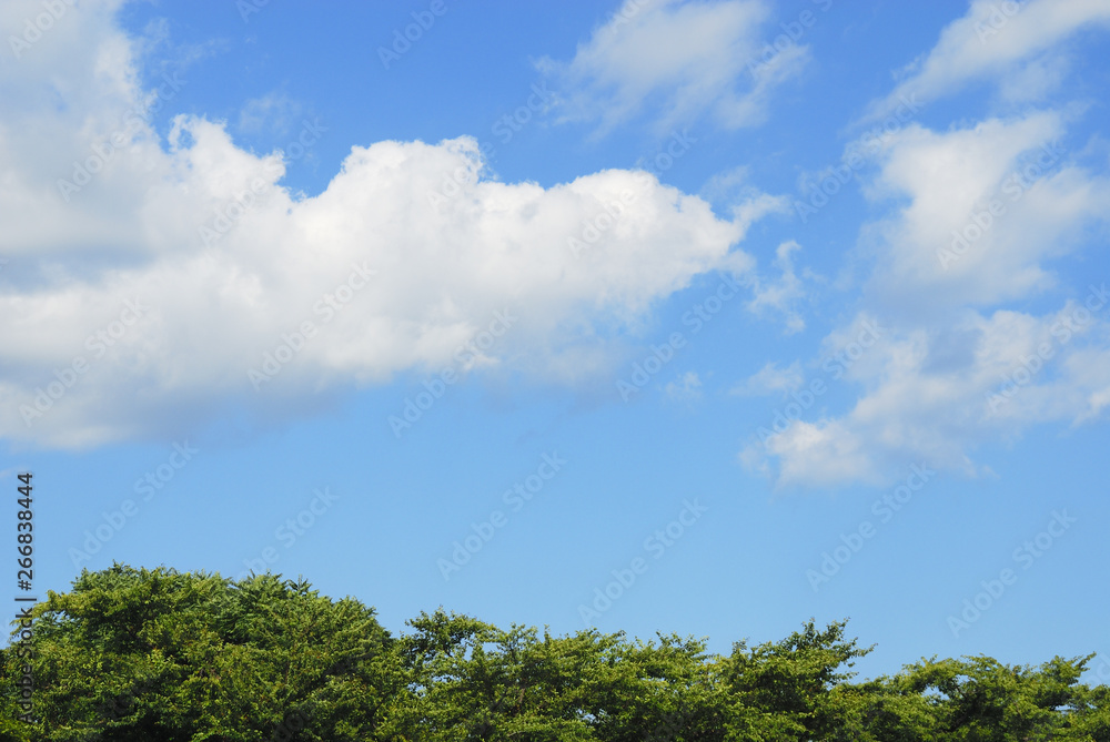 trees and blue sky trees and blue sky