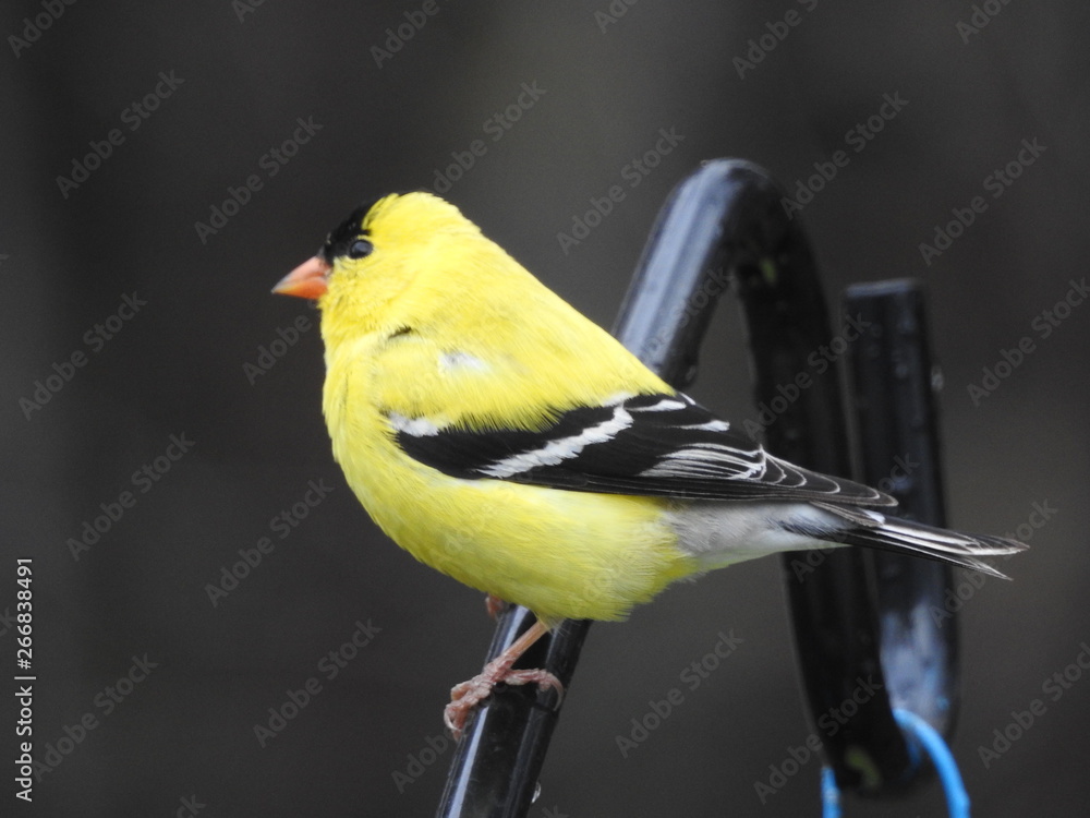 Obraz premium wild, wilderness, trees, forest, background, nature, natural, spring, woods, woodland, lakes shore, lake, cover, filler