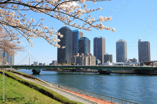 隅田川沿いに咲く桜と佃島の高層マンション群