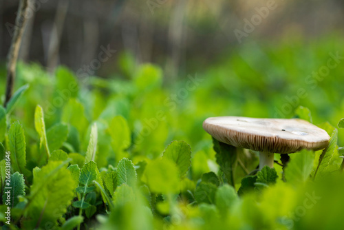 Mushroom and plants