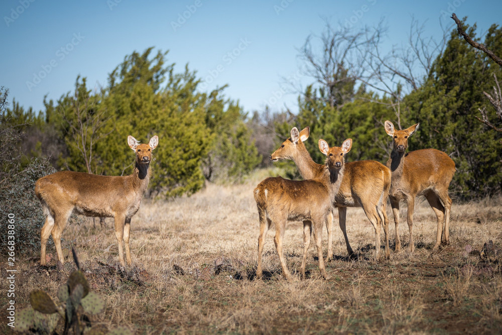 Naklejka premium Wild life