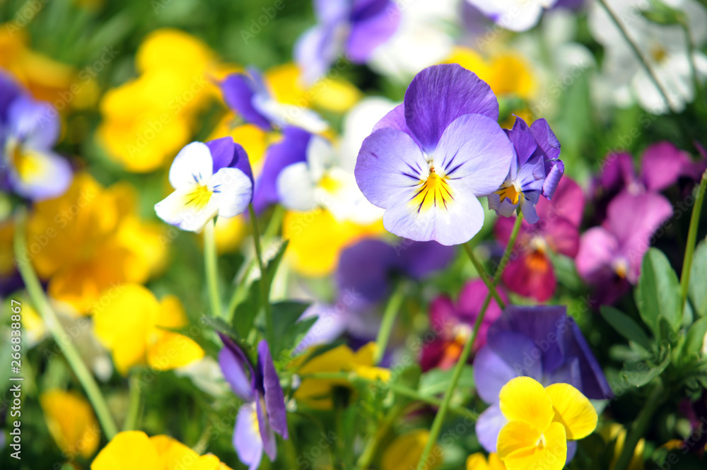 Fototapeta premium purple and yellow crocuses