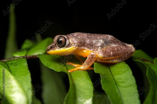 Boophis (Boophis sp.), Ankanin Ny Nofy, Madagascar, Africa photo