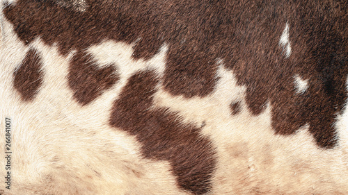 Photography Texture of a cow skin