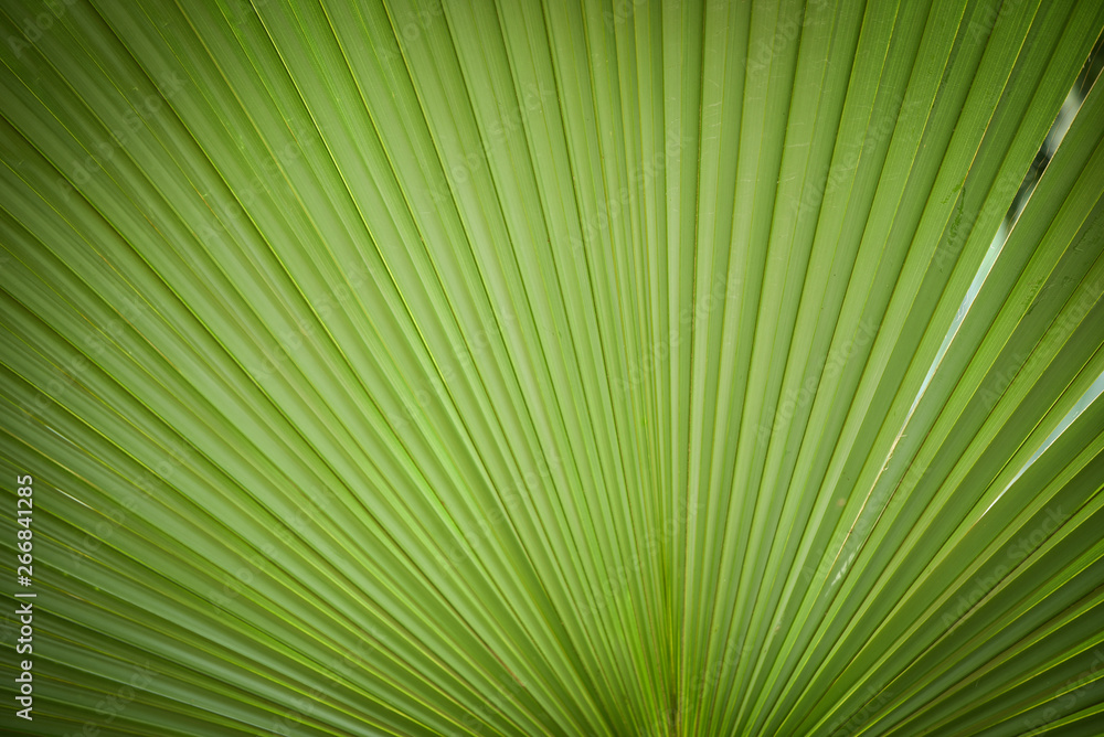 Natural green patterns / Green palm tree leaf texture on natural and sunlight background Natural green patterns / Green palm tree leaf texture on natural and sunlight background