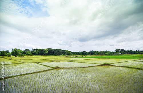 planting rice on rainy season Asian agriculture   The Farmer planting on the organic paddy rice farmland