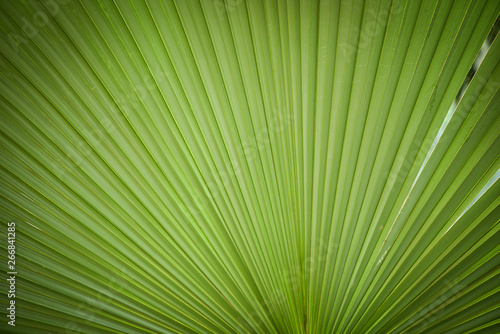 Natural green patterns   Green palm tree leaf texture on natural and sunlight background