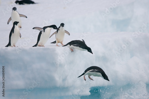 Adelie penguins leaping from an Antarctic iceberg