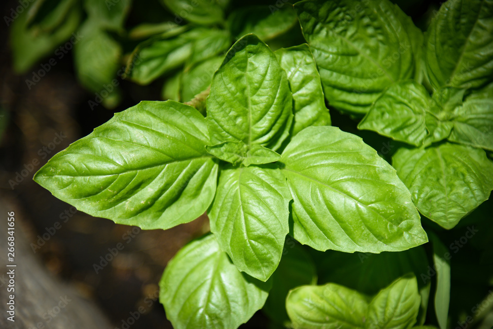 Green basil leaf plant growing in the vegetable garden plantation - Fresh sweet genovese basil herb Green basil leaf plant growing in the vegetable garden plantation - Fresh sweet genovese basil herb