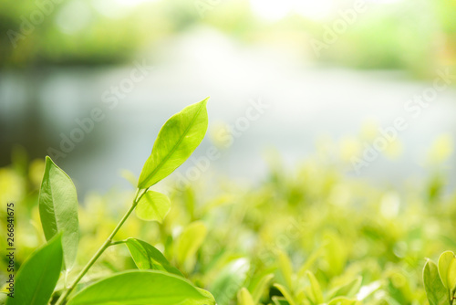 Green leaf on tree beautiful nature with sunlight soft focus and green blur background - Close up leaves in summer garden