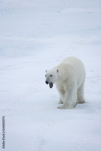 Polar bear walking across the ice in the Arctic