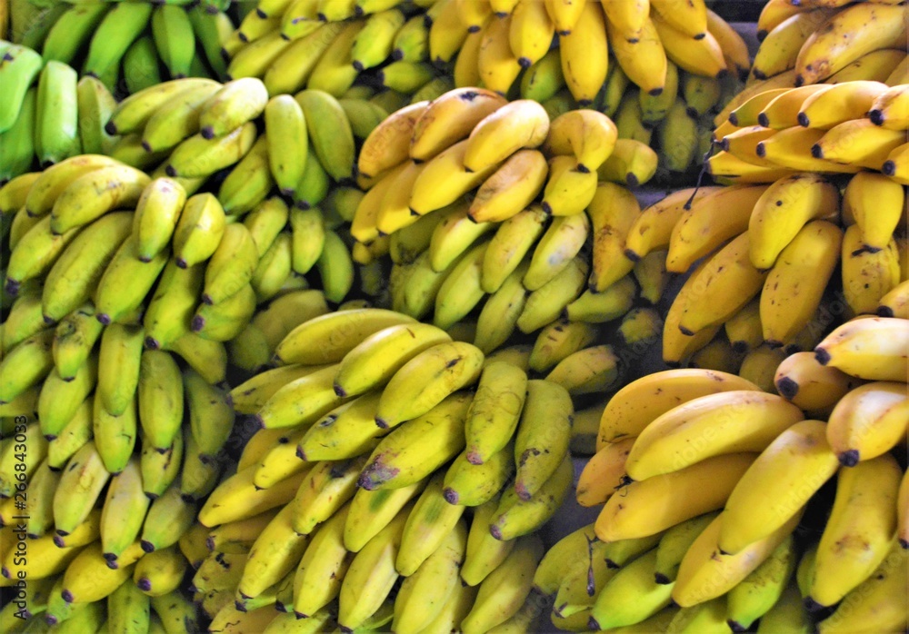 Banana e bananas 