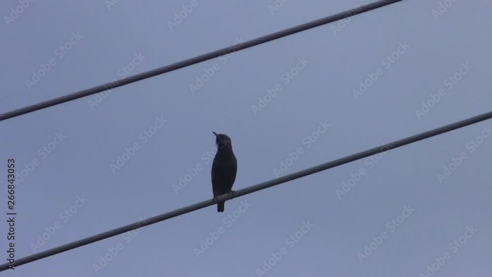 SLOW MOTION: Bird sitting and calling from on top of powerlines SLOW MOTION: Bird sitting and calling from on top of powerlines