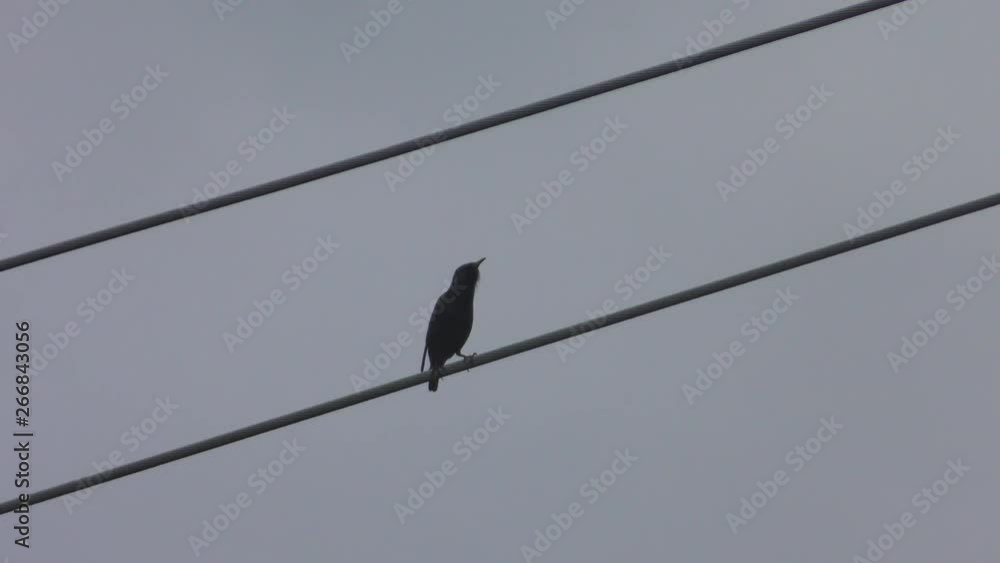 Bird sitting on powerline calling other birds Bird sitting on powerline calling other birds