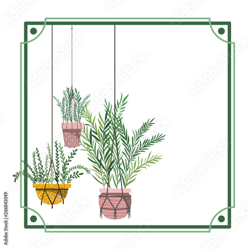 frame with houseplants on macrame hangers