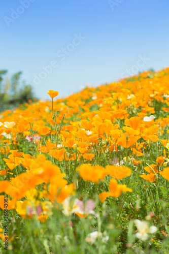 花畑 アドビストックのデザイン かべいろ Com おしゃれ壁紙リフォーム貼り替え インクジェット壁紙のかべいろ Com