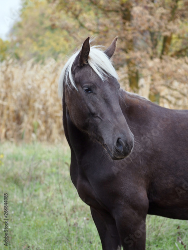 Portrait of the young silvery-black mare on an autumn background