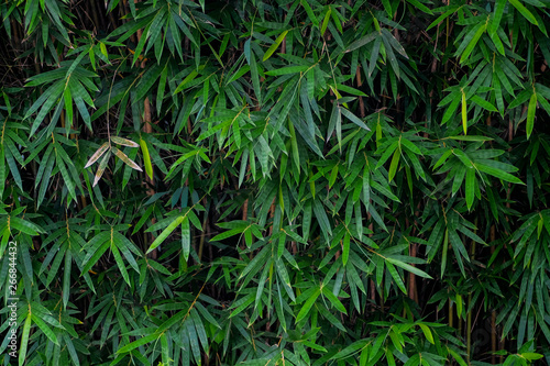 Fresh Bamboo leaves in a forest