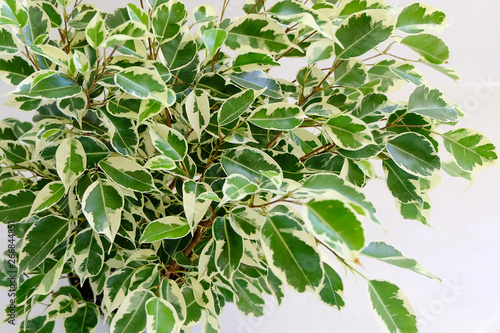 Tableau sur toile A Variegated Ficus Benjamina houseplant with a white background to show it's colours