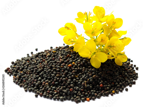 Rapeseed plant with yellow flowers and seeds. Mustard plant yellow blossom. Canola seeds and fresh canola flowers isolated on white background. Canola flower and canola isolated on white.