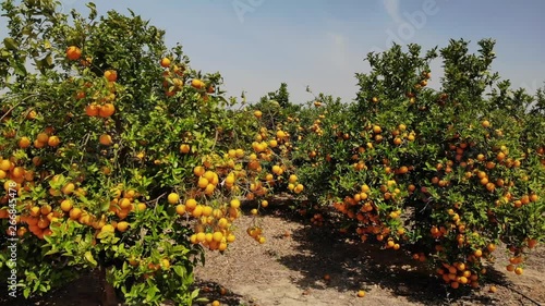 A spanish orange grove. The drone turns slowly close to tree height horizontally around an orange tree with many fruits in a blue sky with sunshine.