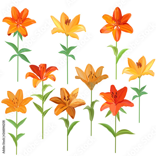 set of images of realistic orange and yellow lilies isolated on white background