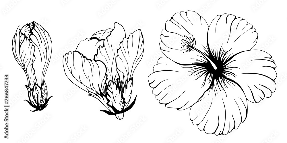 Les roses Botanical illustration China rose Drawing, painting, botany,  floribunda, branch png | Klipartz
