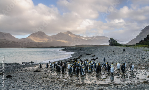 Fortuna Bay  South Georgia