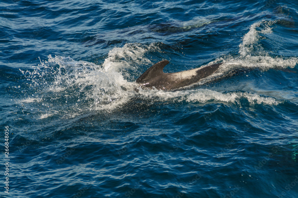A group of Long-Finned Pilot Whales -Globicephala melas- swimming in the South Atlantic Ocean, near the Falkland Islands