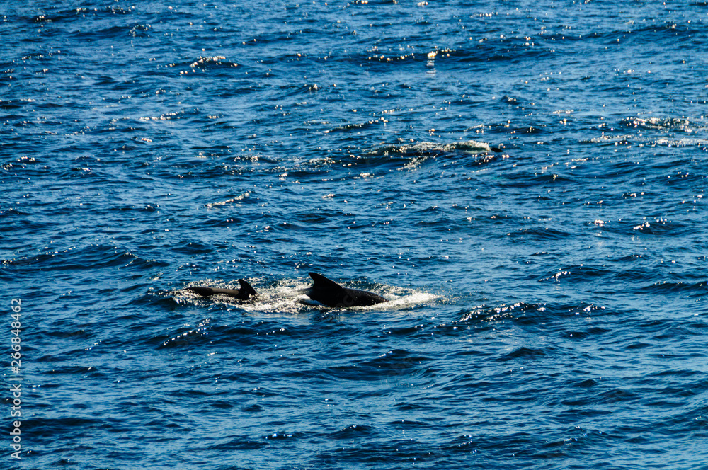 Obraz premium The dorsal fins of two Long-finned pilot whales -Globicephala melas- emerge from the surface of the south atlantic ocean.