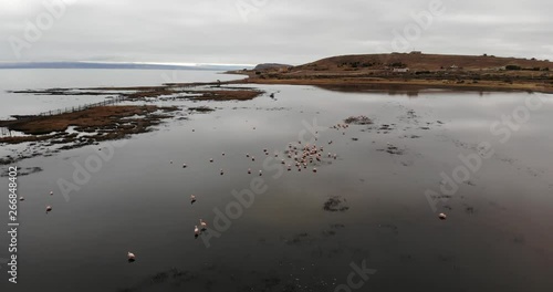 flamengos in the lagoon, Patagonia Argentina, El Calafate, filmed with drone photo