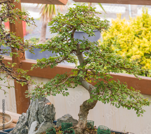 bonsai zelkova tree japanese elm photo