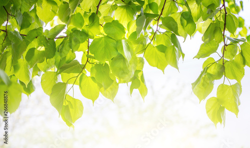 Branches of linden with bright green leaves are lit with bright sunlight_ photo