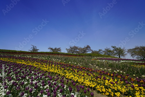 Wallpaper Mural チューリップ咲く公園 Torontodigital.ca