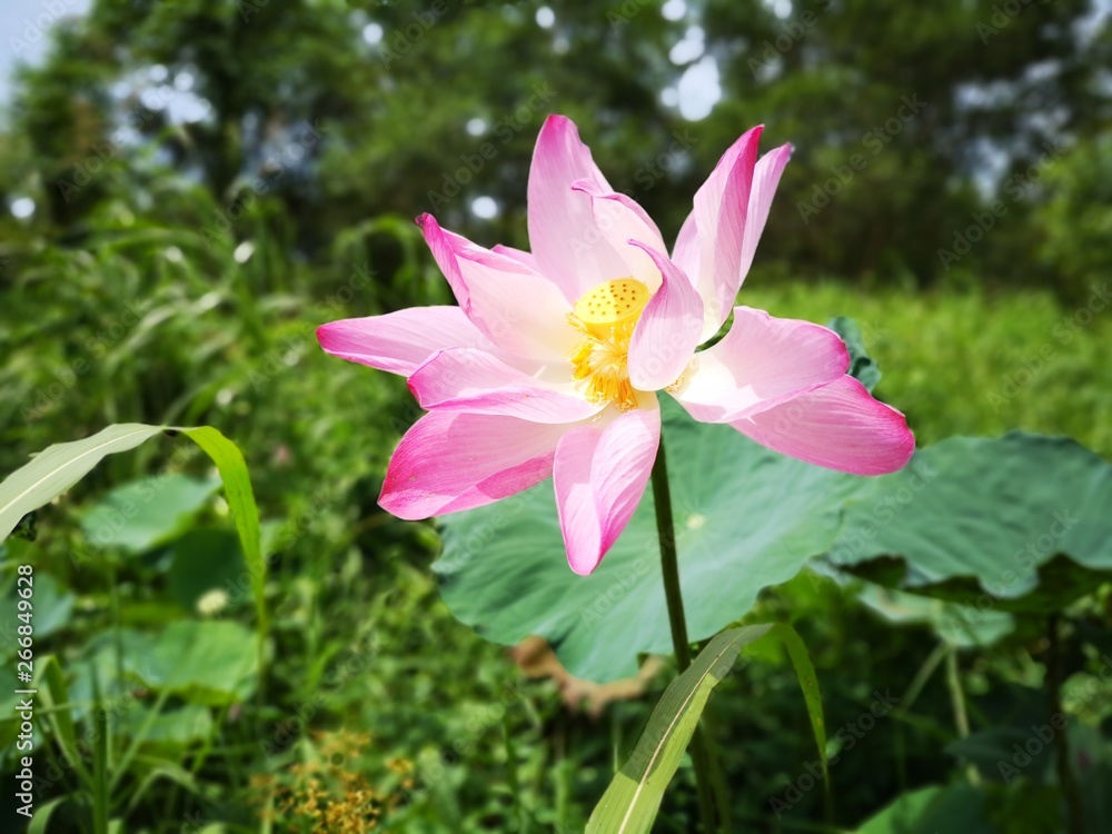 Closeup with water lily flower in the pond.