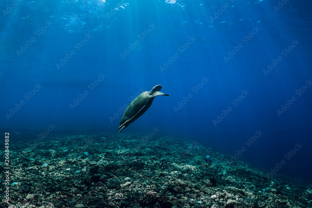 Fototapeta premium Sea turtle floating over natural ocean background. Green sea turtle closeup with sunlight trough water surface