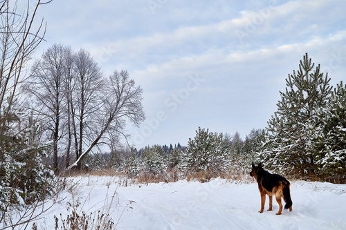 Winter landscape with snowy road with a dog, trees and blue sky with white clouds