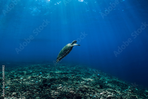 Sea turtle floating over natural ocean background. Green sea turtle closeup with sunlight trough water surface