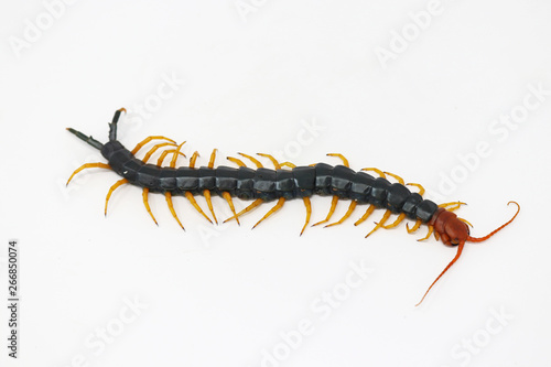 Giant North American Redheaded Centipede (Scolopendra heros)