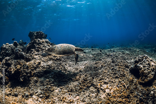 Sea turtle floating over beautiful natural ocean background with corals. Green sea turtle closeup