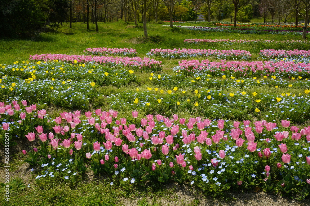 チューリップ咲く公園 チューリップ咲く公園