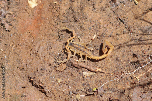 Striped Bark Scorpion (Centruroides vittatus)