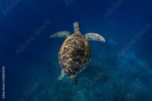 Underwater wildlife with animals. Sea turtle floating in blue ocean. Green sea turtle closeup