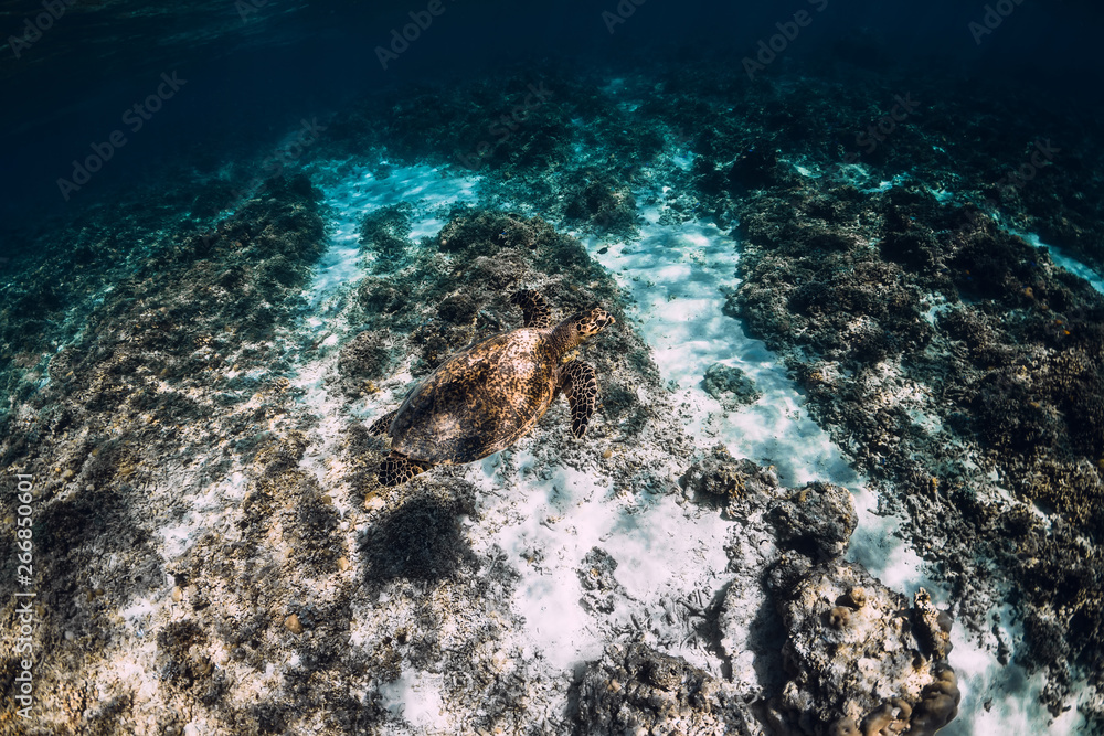 Obraz premium Underwater wildlife with animals. Sea turtle floating over beautiful natural ocean background.