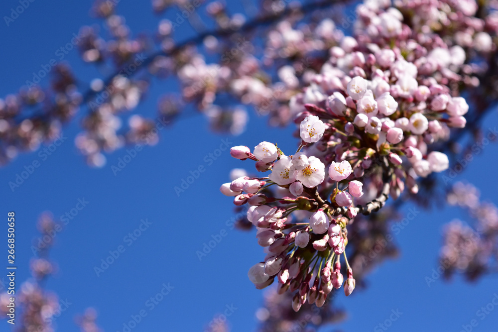 咲き始めの桜と青空