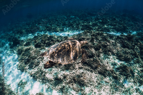 Underwater wildlife with animals. Sea turtle floating over beautiful natural ocean background.