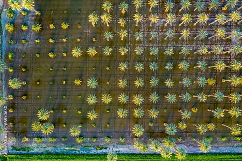 Yuma Irrigated Farmland